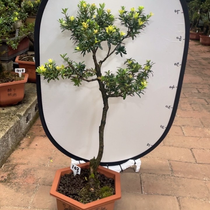 富***宇以实际为准罗汉松103不带盆