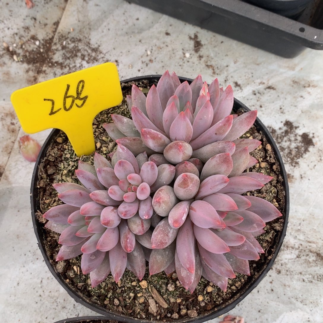 芳***萋虞美人7262727277272