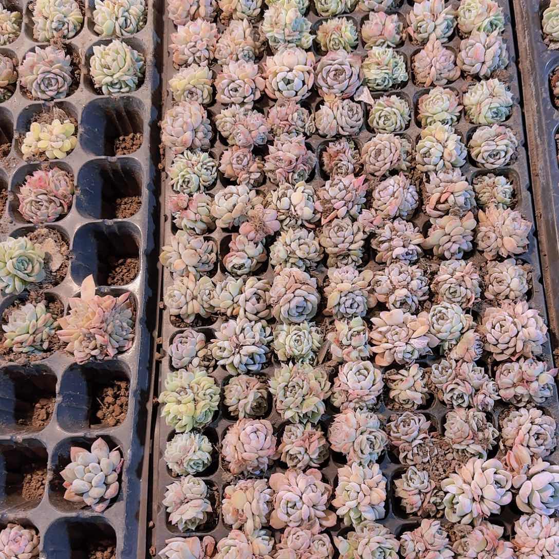 直播一物一拍多肉63