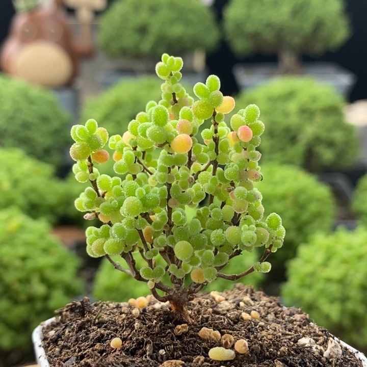 蜜橘糖球8102枝干番杏