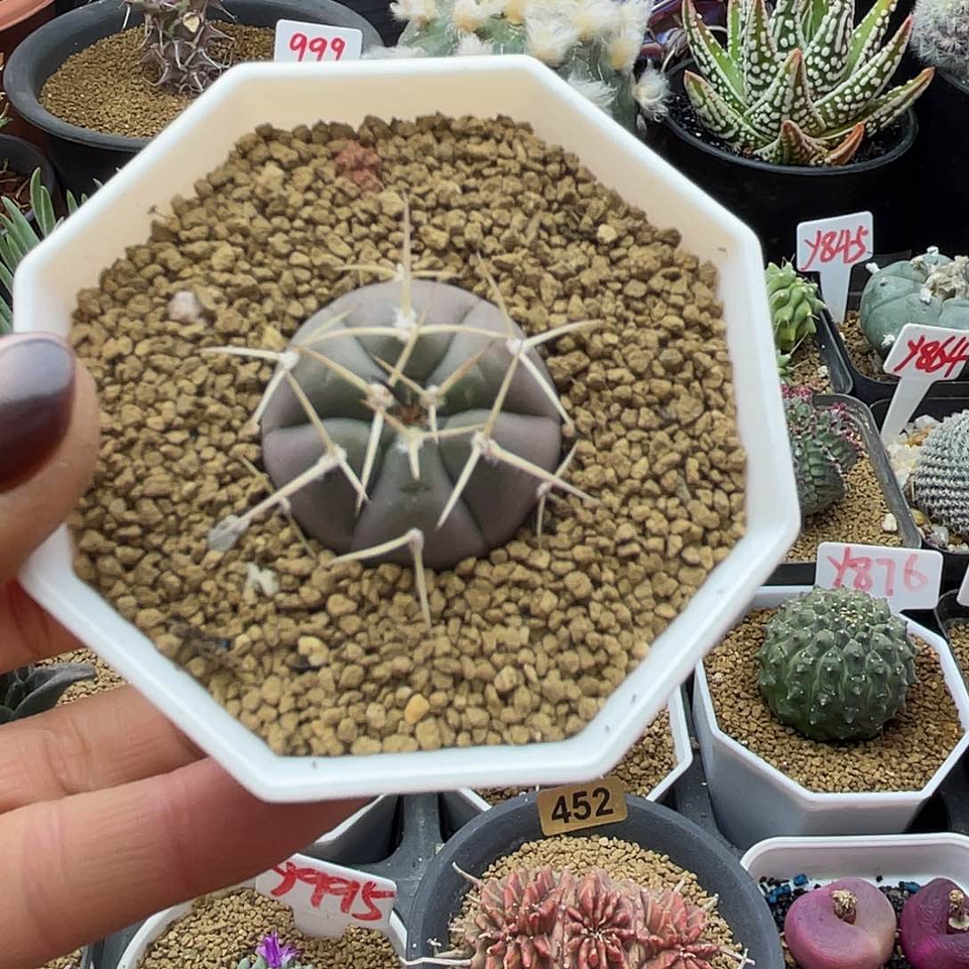 实生渡边光淋玉仙人球