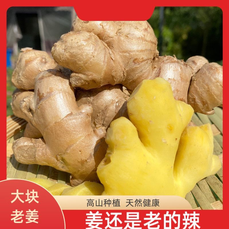 正宗老姜母大姜生姜批发姜黄姜月子姜老姜头姜母整箱 3/5/9斤包邮