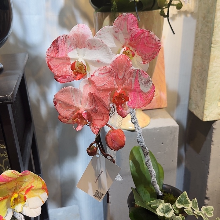 完全开放蝴蝶兰一物一拍