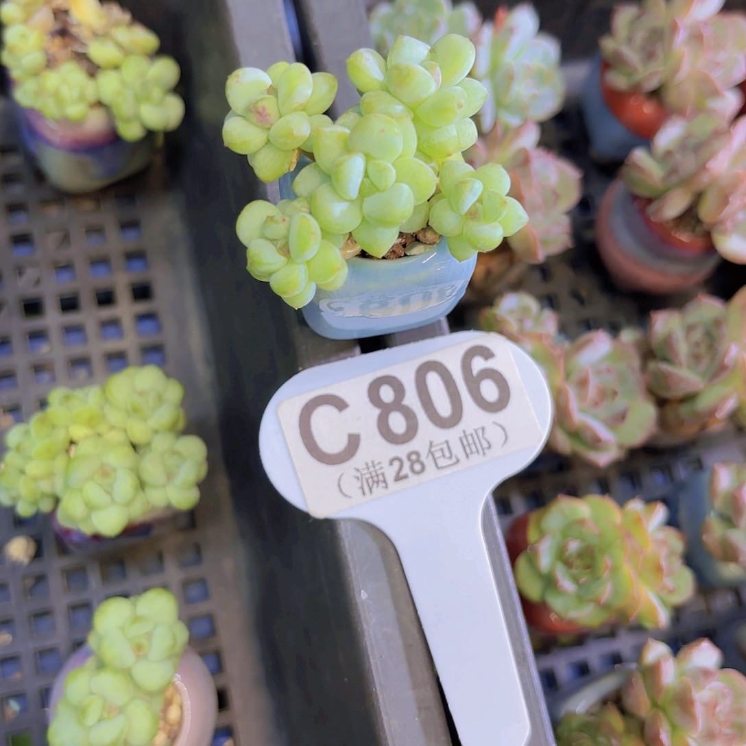 C806阳光玫瑰一物一拍