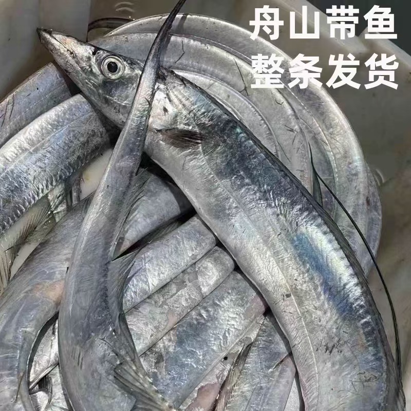 1斤上舟山雷达网大油带鱼冰鲜发货不冷冻 顺丰