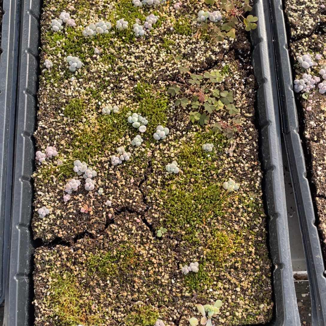 放***叶糕大上多肉植物40