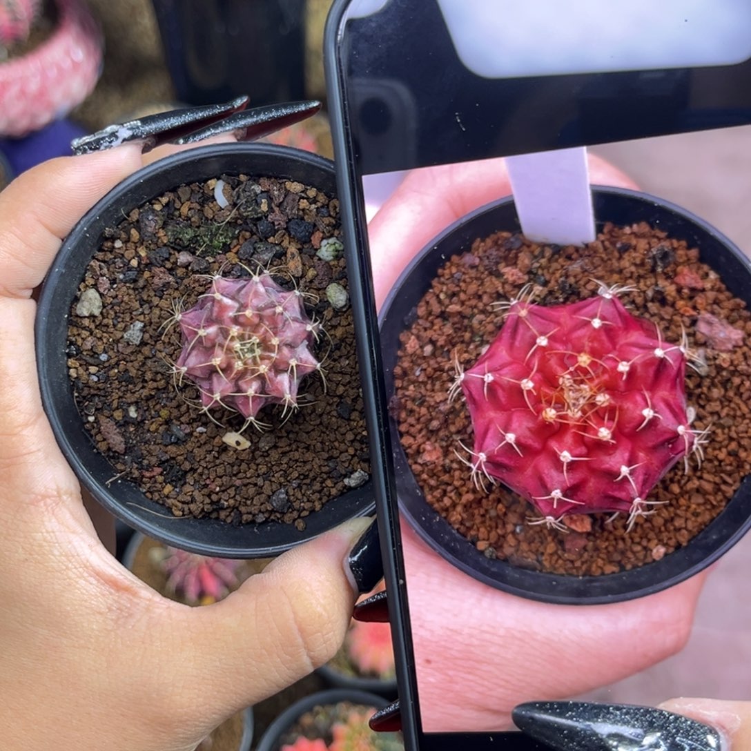 拉法格 侧牙 带盆土发货