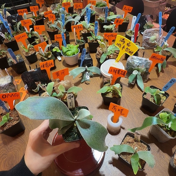 无花朵鹿野直播间竞拍爪哇