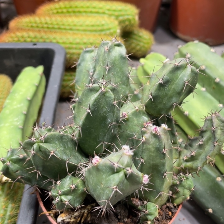 小*妞新品美花角红花一物一拍56