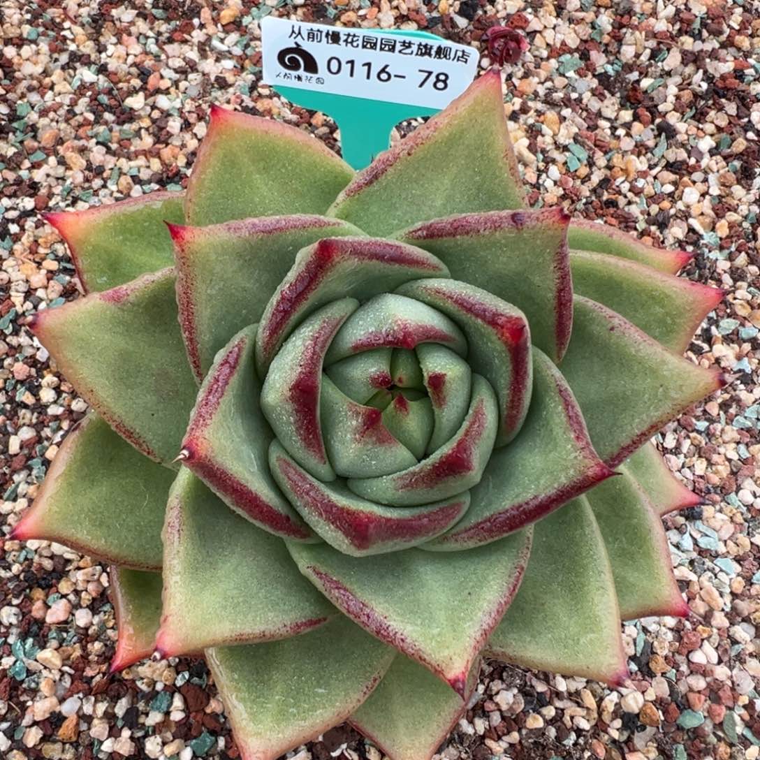 从前慢多肉精选编号0116.78