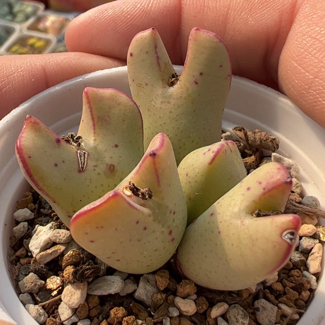 651多肉植物组合