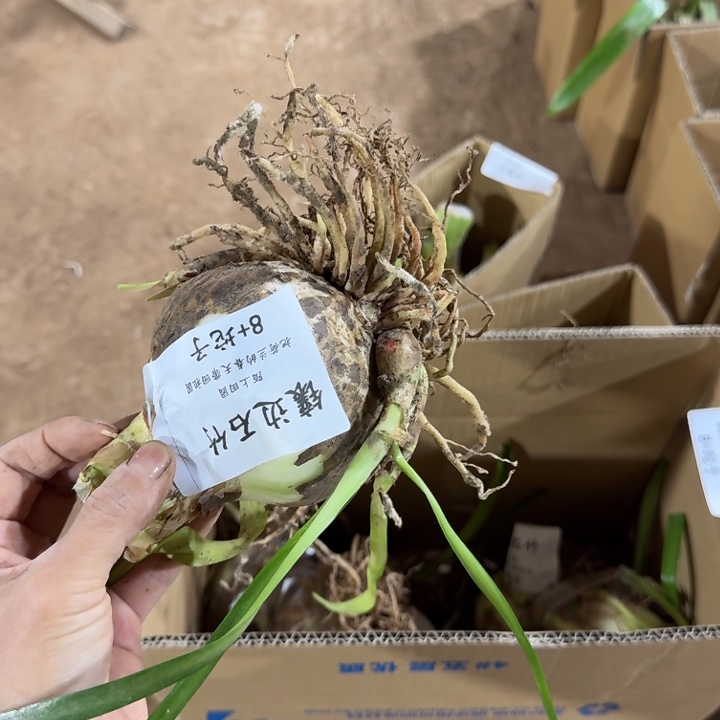 镶边石竹8+带侧闪购