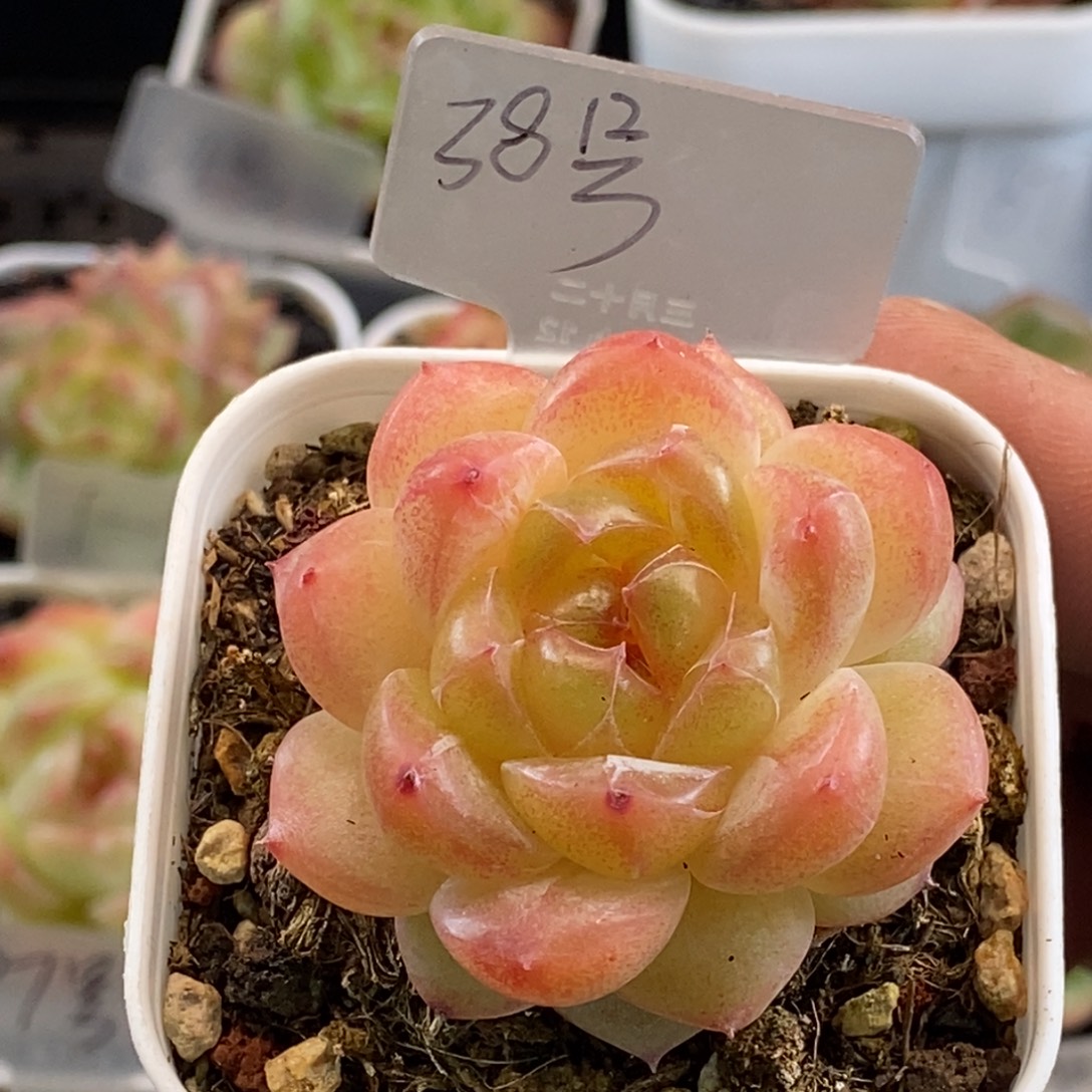 天官赐福百无禁忌