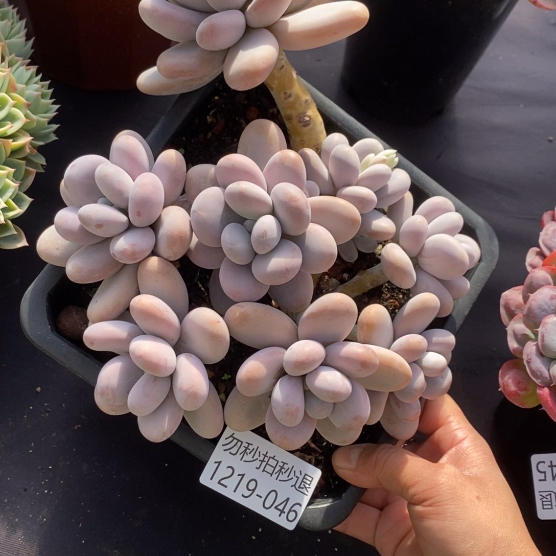 两单包邮1219-46奶酪