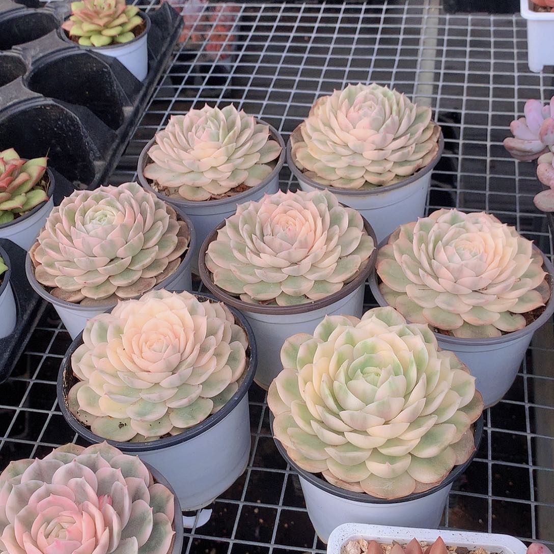 昂斯诺锦000000000080880