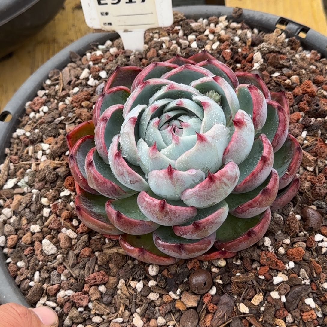 惊鸿一物一拍包装收缩花旱917