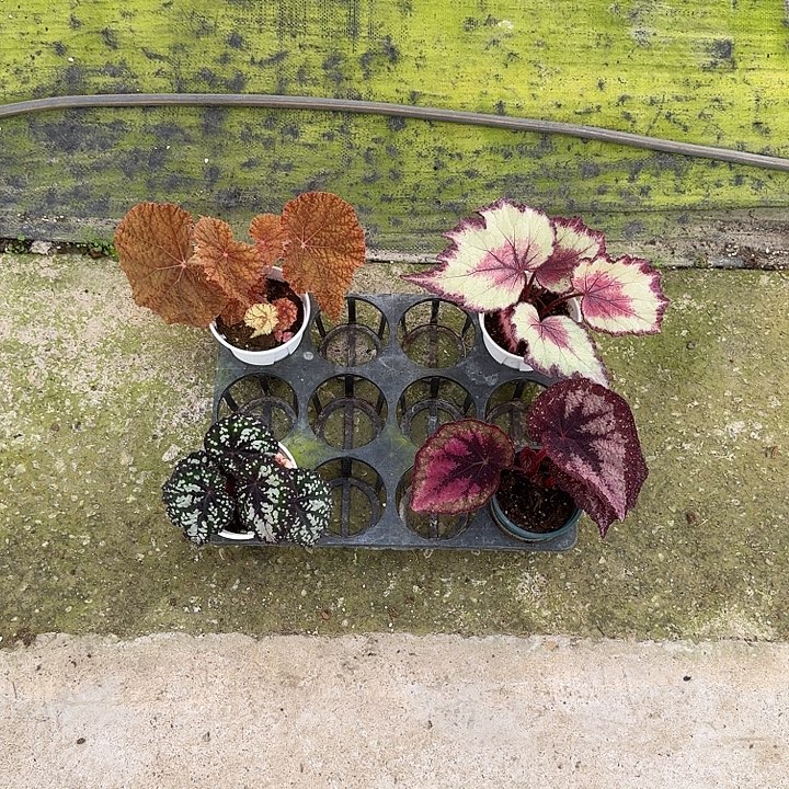 无花朵活动链接无售后 介意勿拍