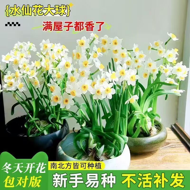 水仙花培土种球室内外冬季水培花卉水养盆栽植物年宵耐寒