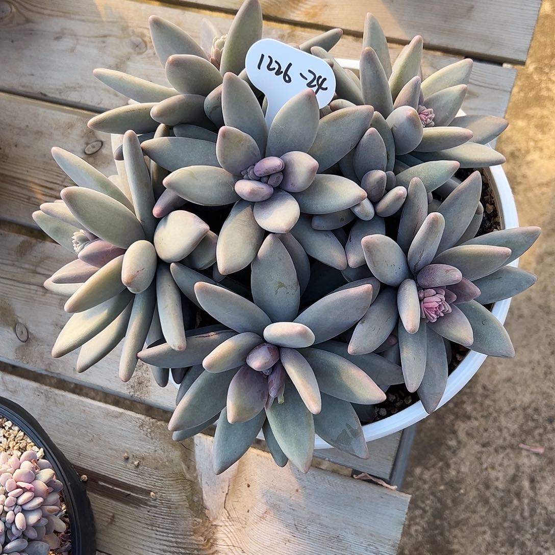 米***窝1226-24企鹅超大群