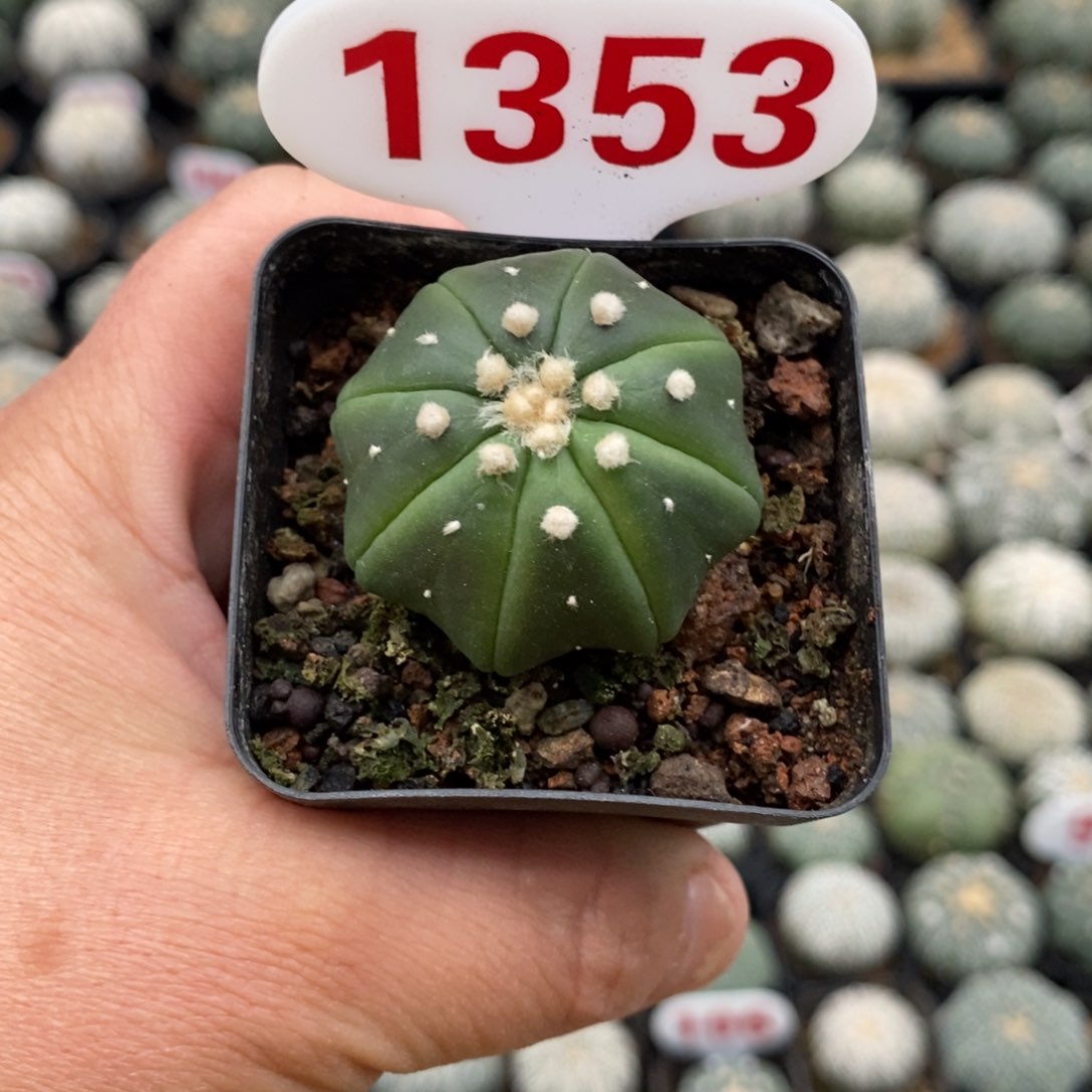 1353指纹琉璃海星