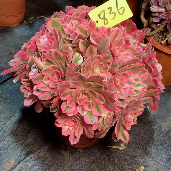 836粉女巫多肉111111