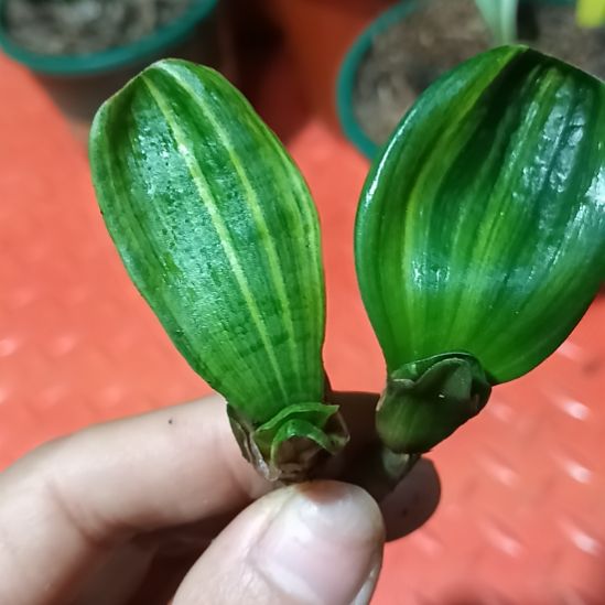 特色花卉君子兰小苗