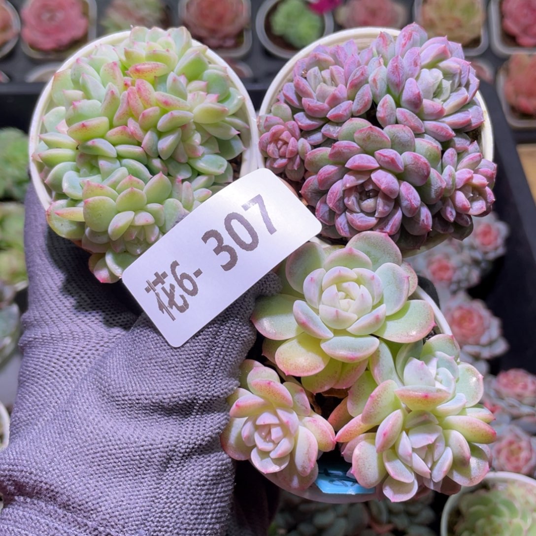 花利美6-307新品珍妮3颗