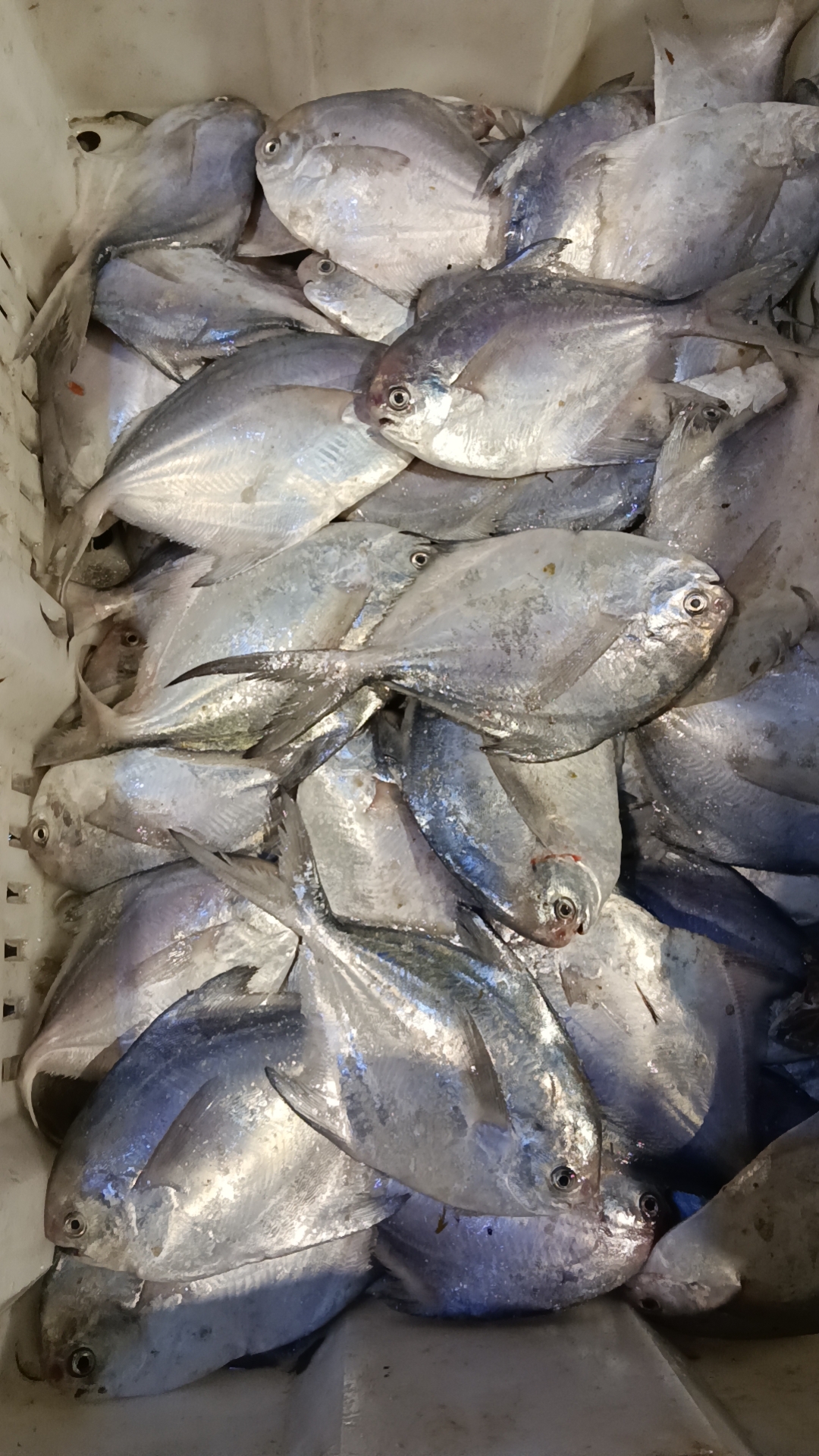 连云港野生银鲳鱼顺丰包邮5斤