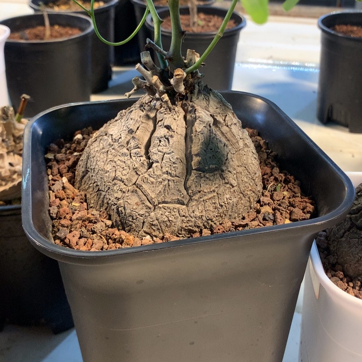 南非龟甲龙实生10