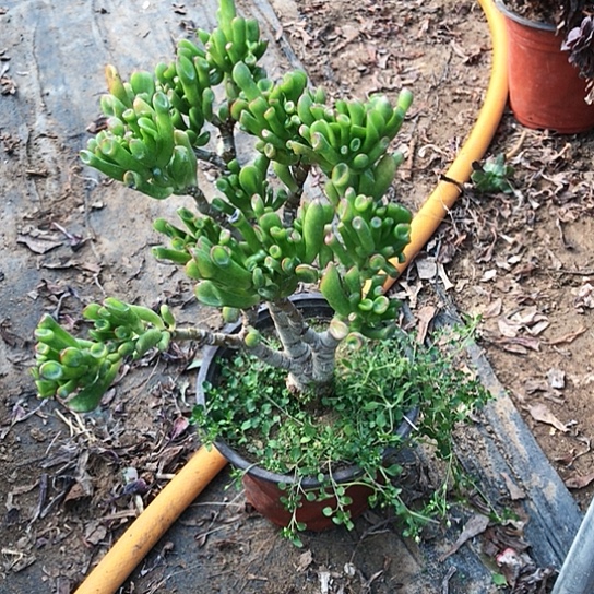 吸财树多肉植物22