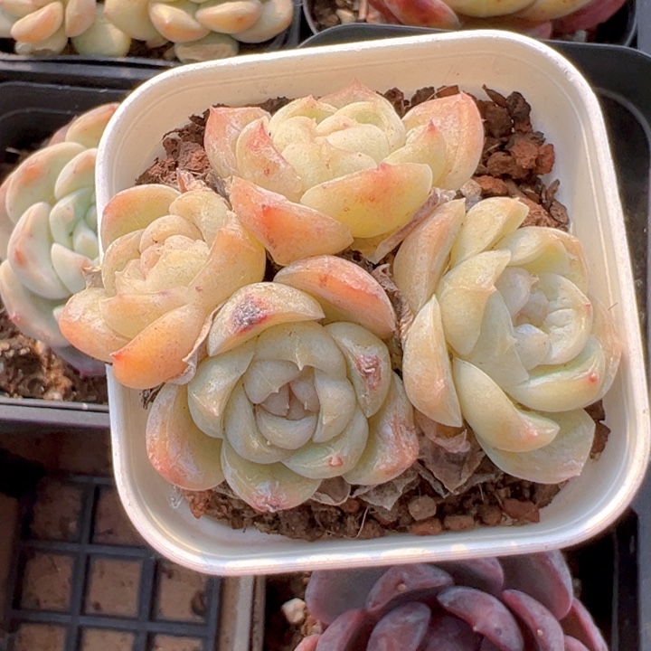 4头精控胖虎【一物一拍】香尔卉园艺