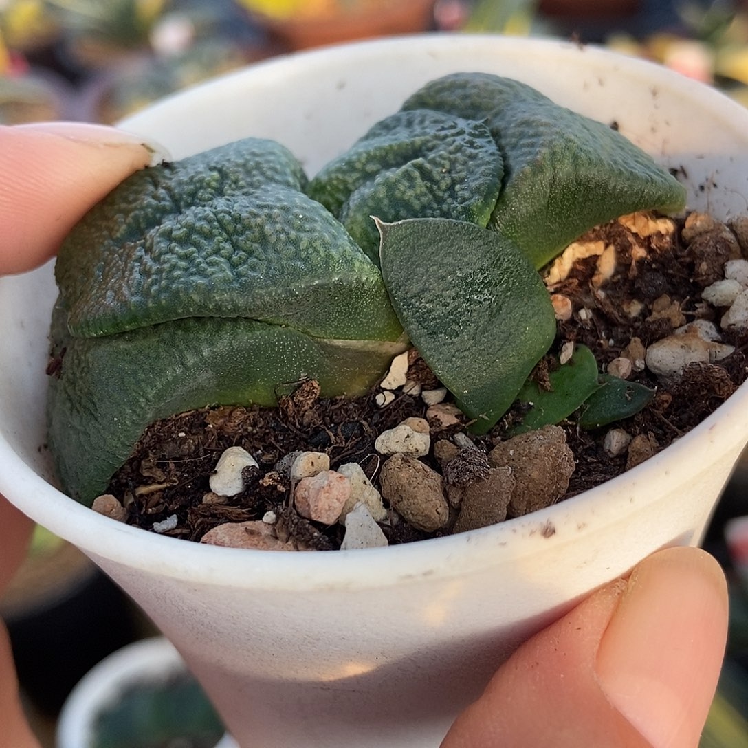 贤***狼915卧牛实生肋骨带盆发货