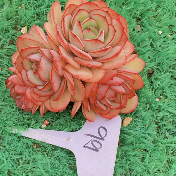 这个我就知道这点