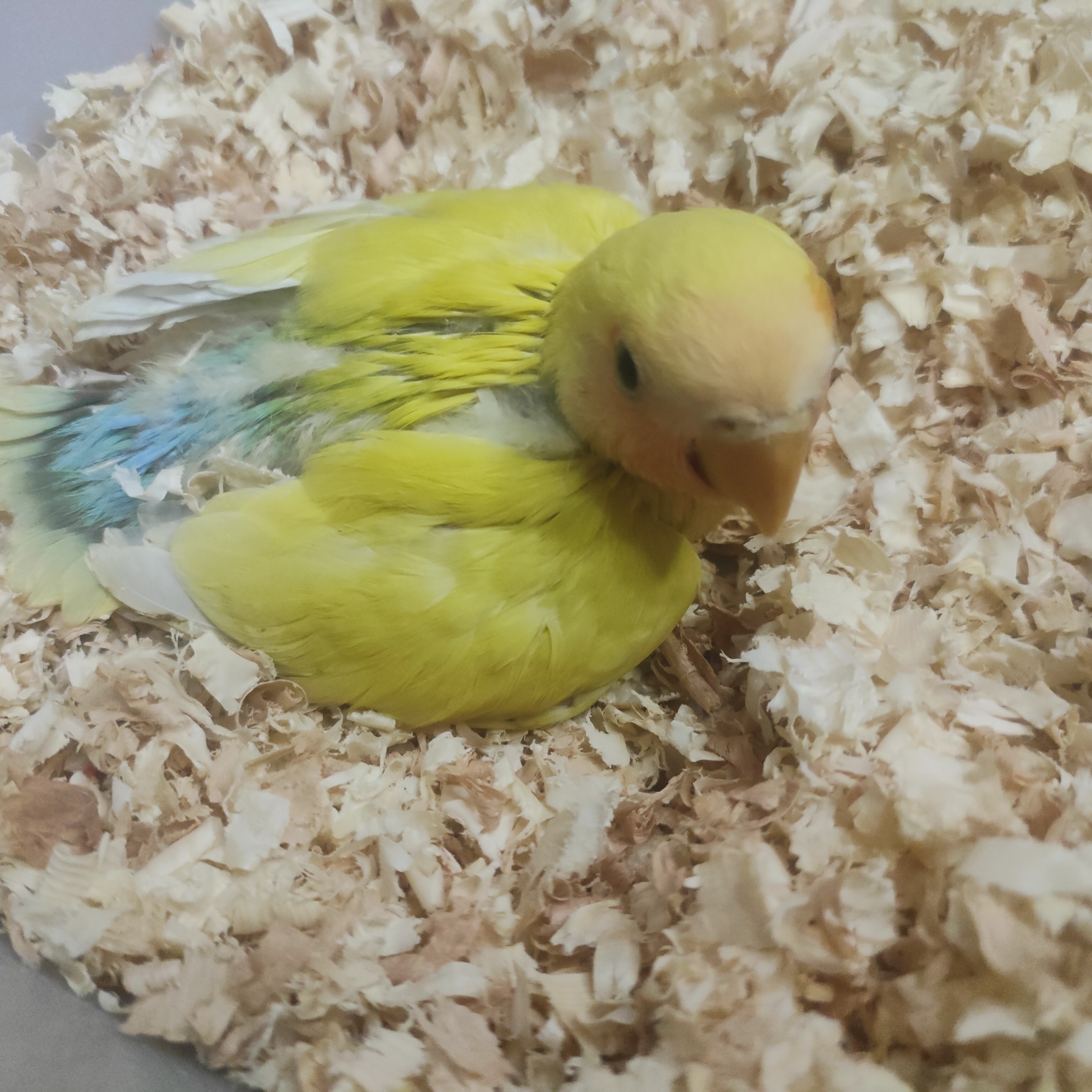 半毛雏鸟鹦鹉可手养亲人牡丹鹦鹉雏鸟幼崽学舌宠物鸟黄桃绿桃鹦鹉