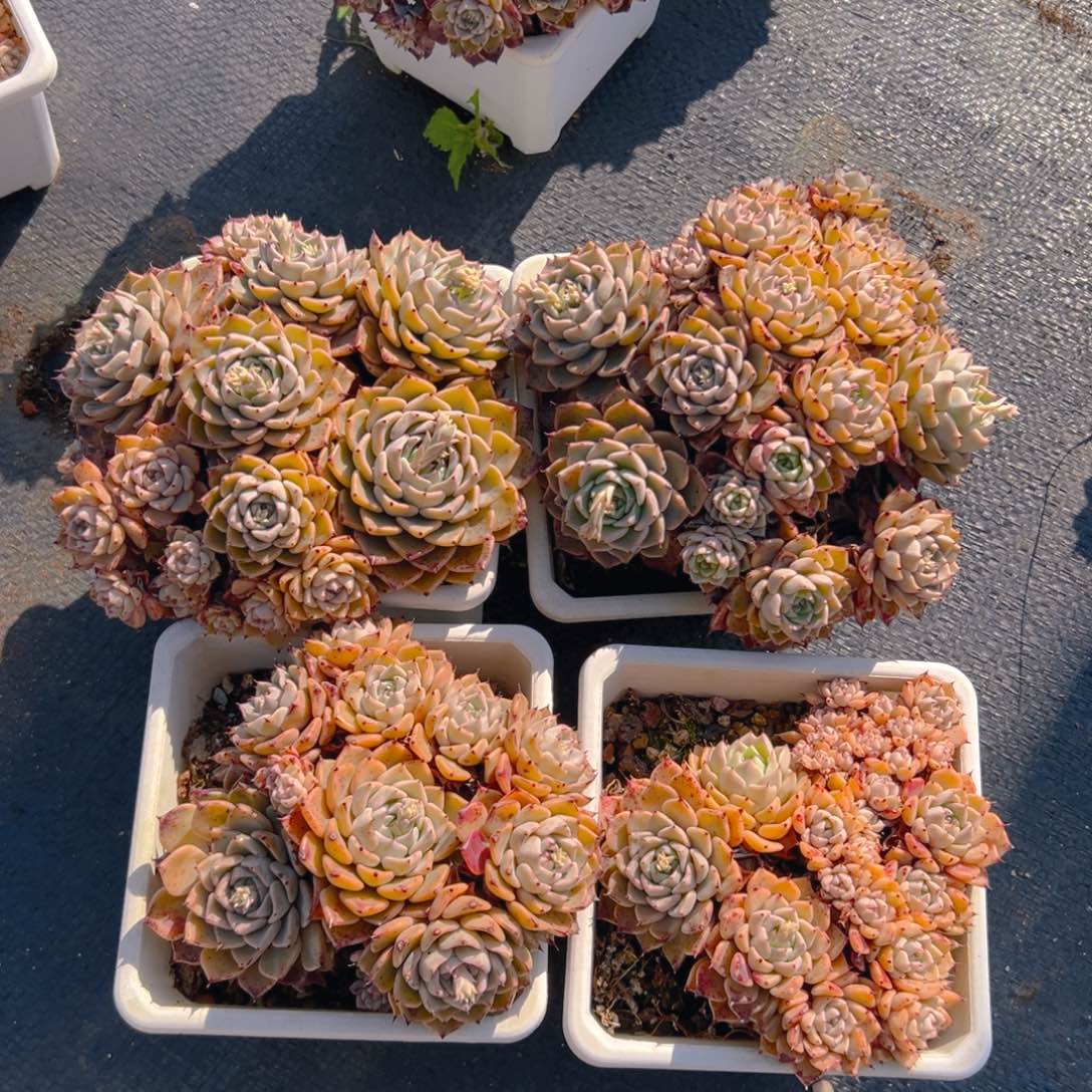 纱罗姬牡丹，满18包邮