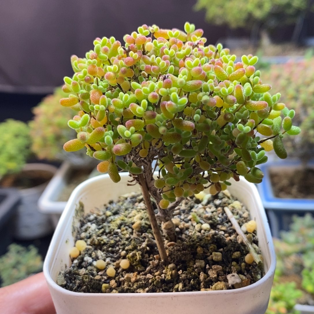 ****无花朵54号蜜橘糖球枝干