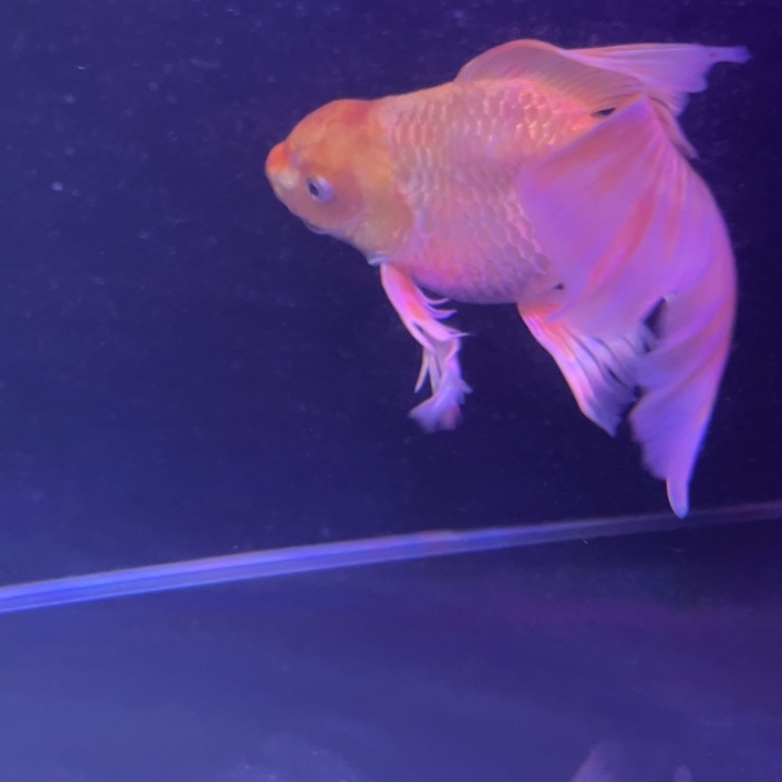 一***，海水鱼24….26黄色