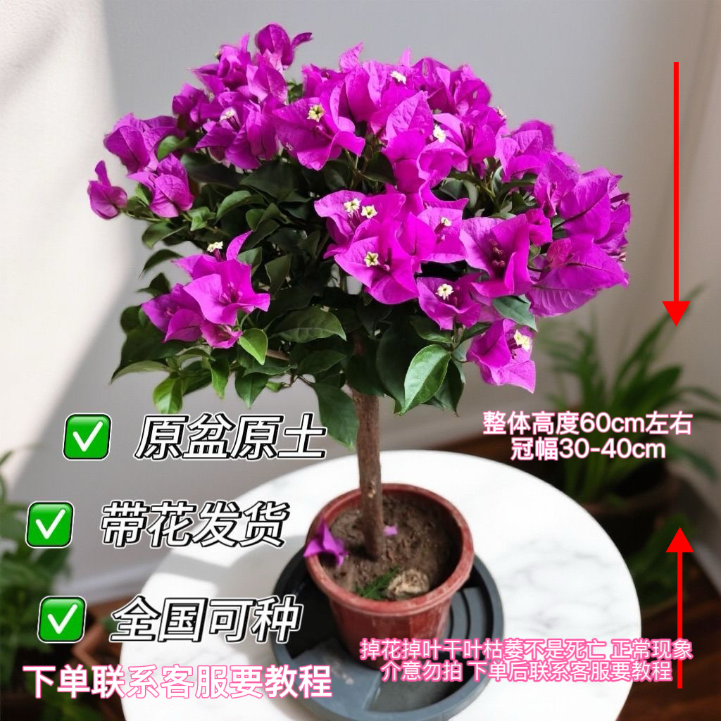 云南紫原盆原土三角梅掉花掉叶换盆不售后非死亡不售后介意慎拍