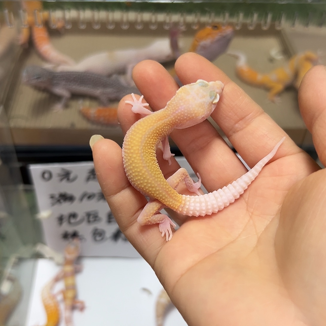 豹纹守宫豹纹守宫