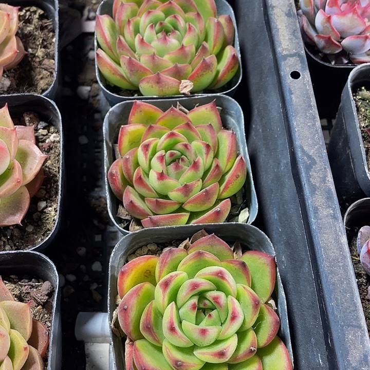 月亮石单头带盆土发