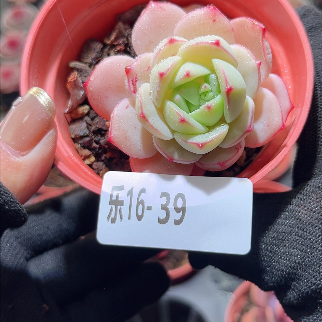 乐16-39 香草单头