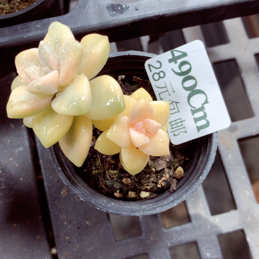 5厘米盆精控多肉490