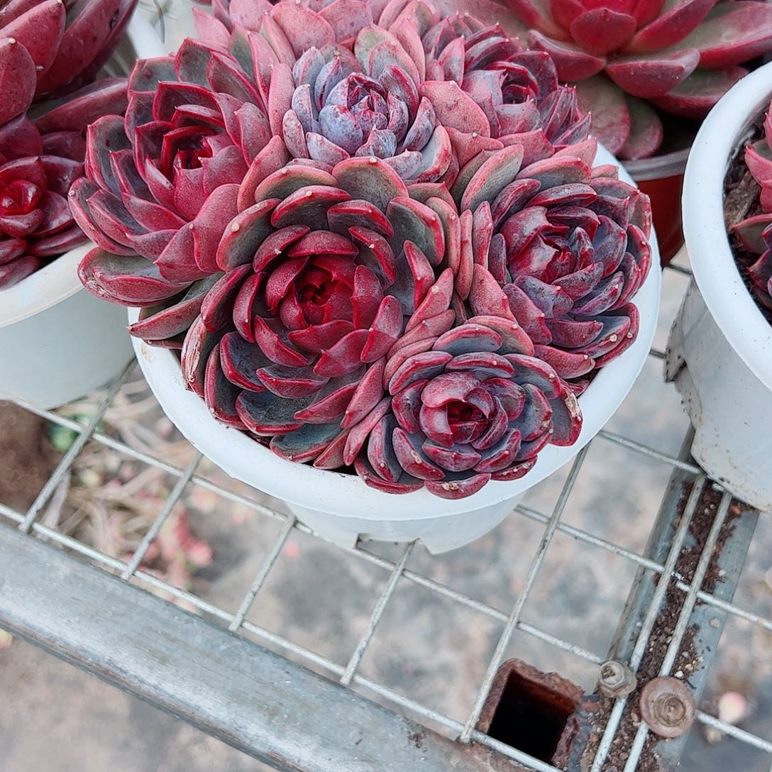 溜溜球多头群生老桩特价