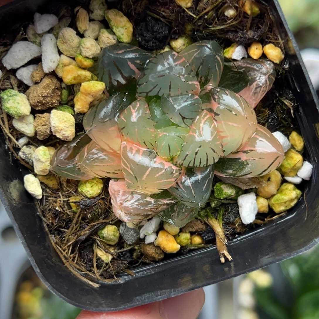 24冰灯玉露锦。。。。