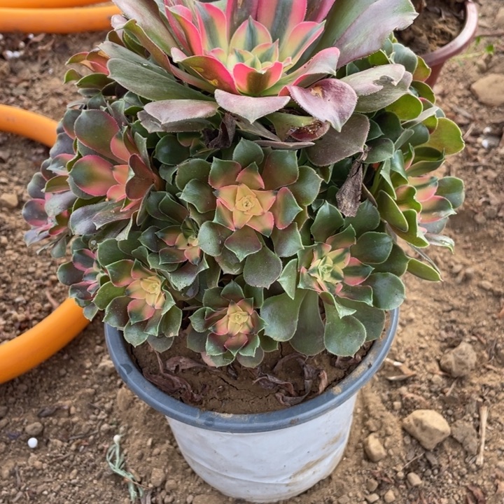 苗***无花朵662香妃福利