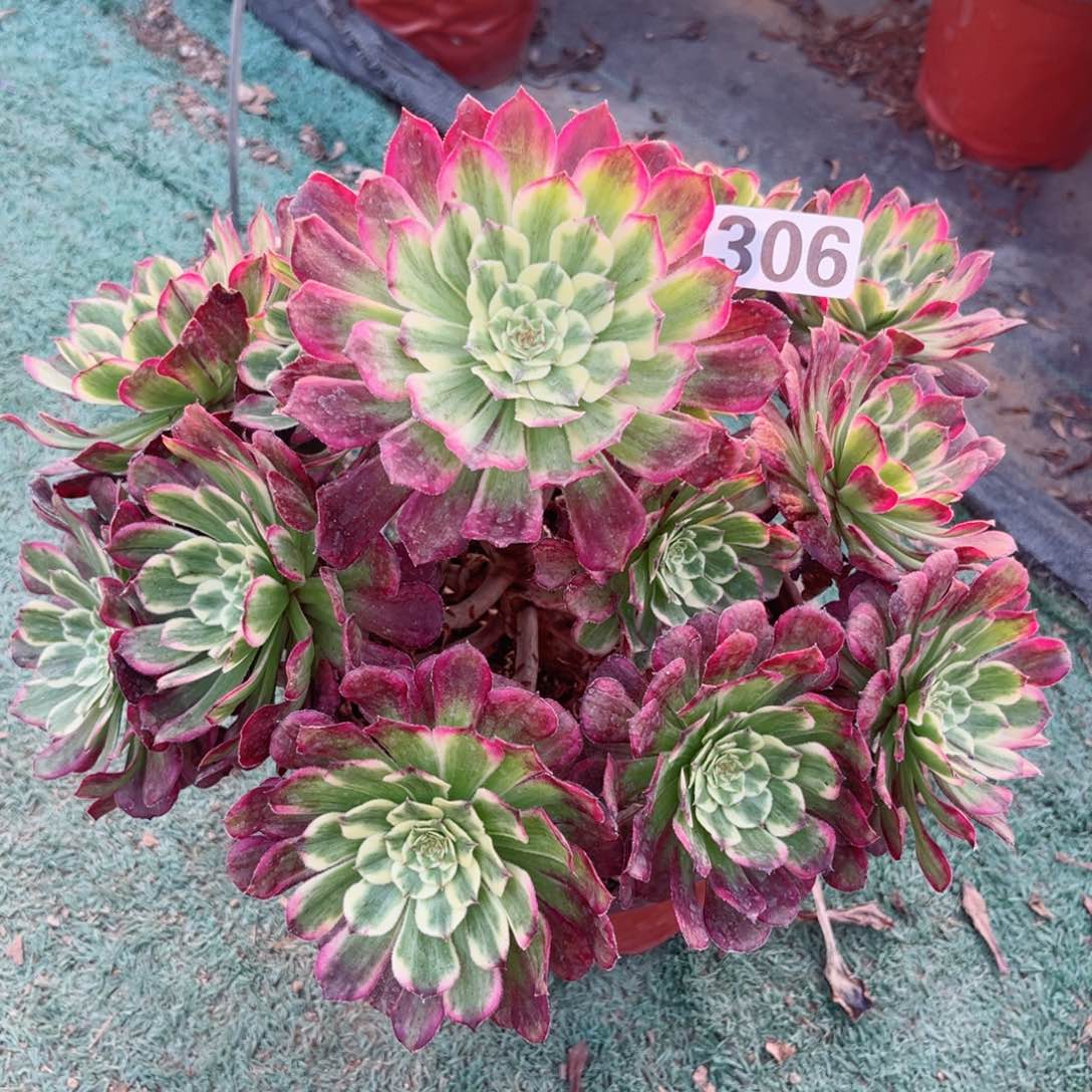 306紫焰法师多肉植物