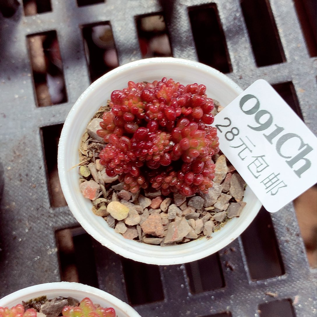 5厘米盆精控多肉091