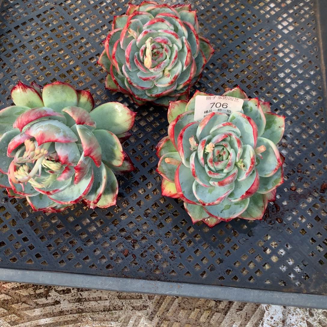 706惊鸿一组3颗。尺寸12。多肉植物