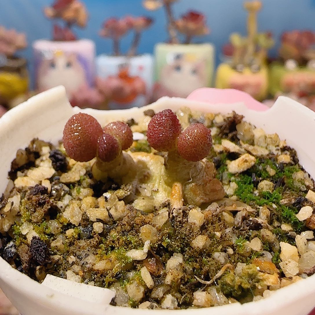 可爱小红嘴 盆口3cm