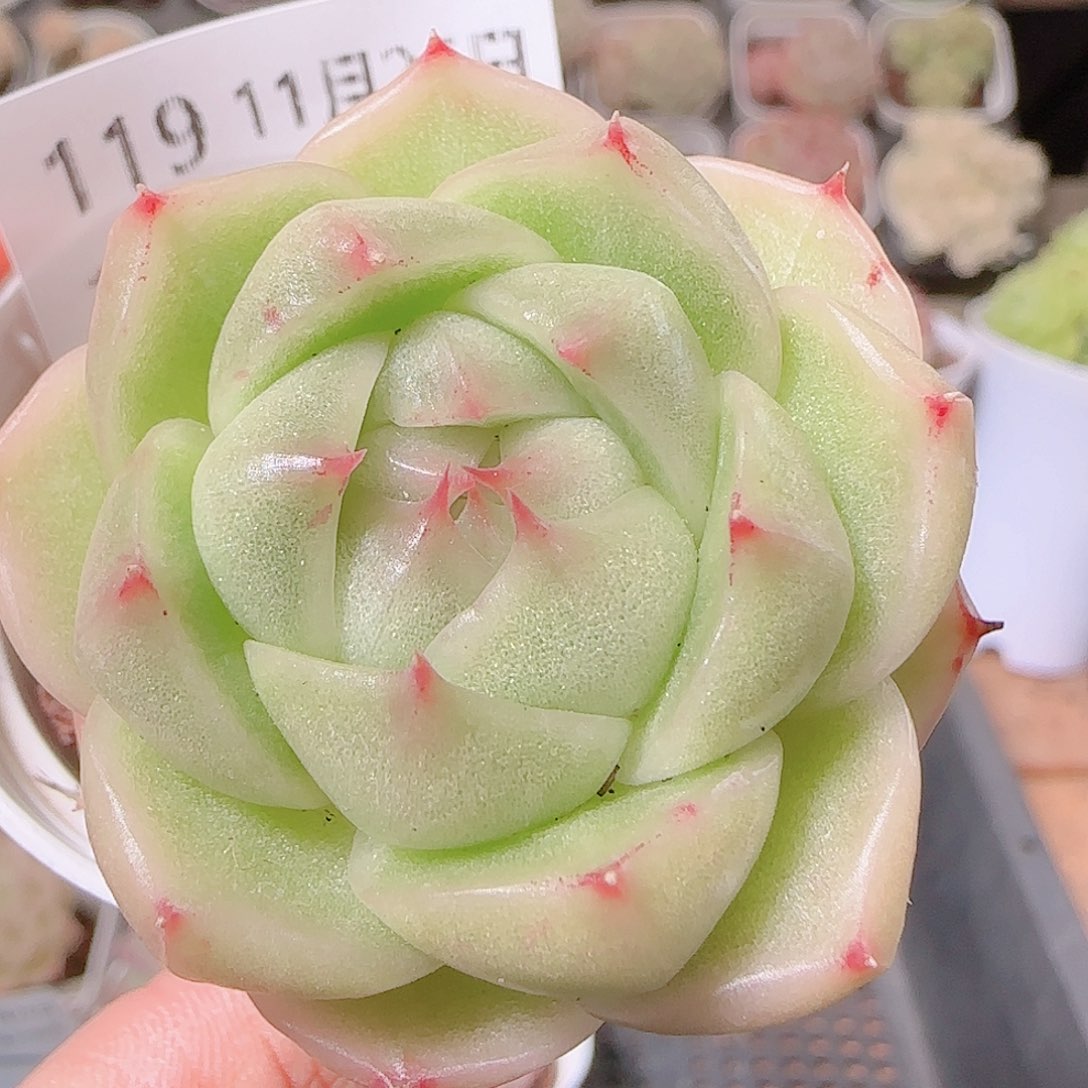 花语逸镜1126-119